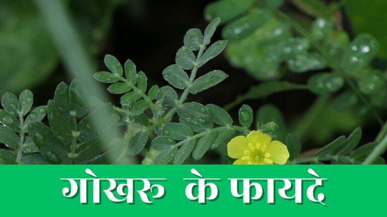 12 Gokhru ke fayde in hindi | 12 गोखरू के फायदे